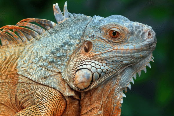 lizardbreath5678